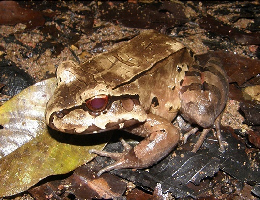 Picture of a south american bullfrog (Leptodactylus pentadactylus)