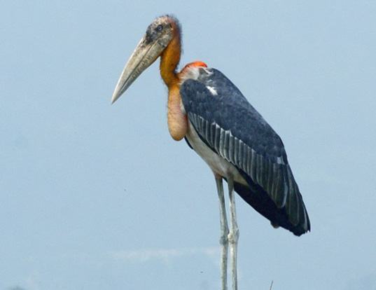 LESSER ADJUTANT LIFE EXPECTANCY
