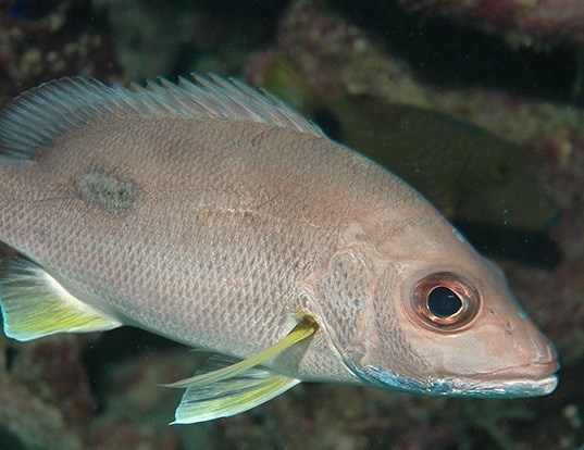 Picture of a thumbprint emperor (Lethrinus harak)