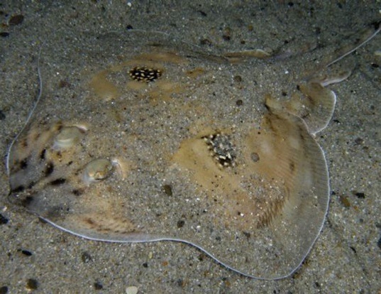 Picture of a cuckoo ray (Leucoraja naevus)