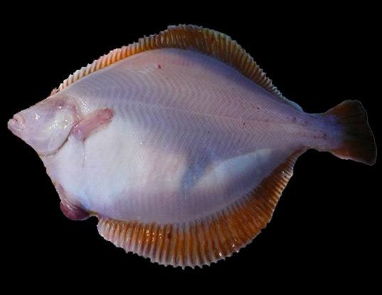 YELLOWFIN SOLE LIFE EXPECTANCY