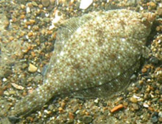 FRESHWATER FLOUNDER LIFE EXPECTANCY