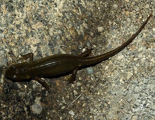Picture of a bosca's newt (Lissotriton boscai)