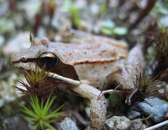 Picture of a wood frog (Lithobates sylvaticus)