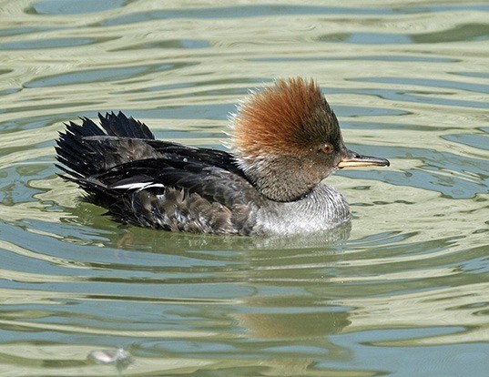 Picture of a hooded merganser (Lophodytes cucullatus)
