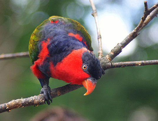 Picture of a black-capped lory (Lorius lory)