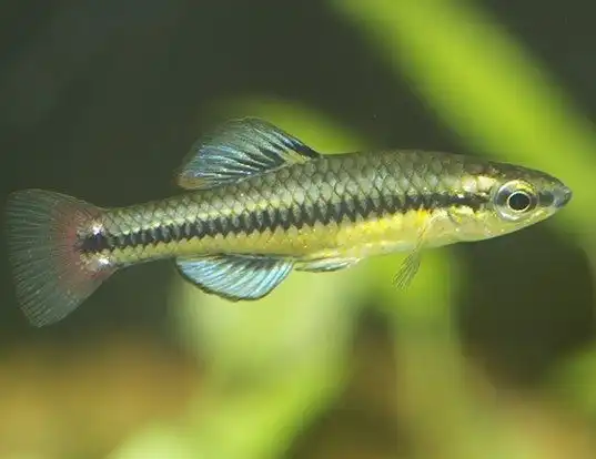 Black-stripe minnow - Healthy Rivers