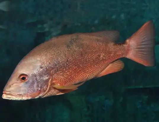 The nice golden-eye red snapper that we chose! - Picture of Rosa dos  Ventos, Nazare - Tripadvisor