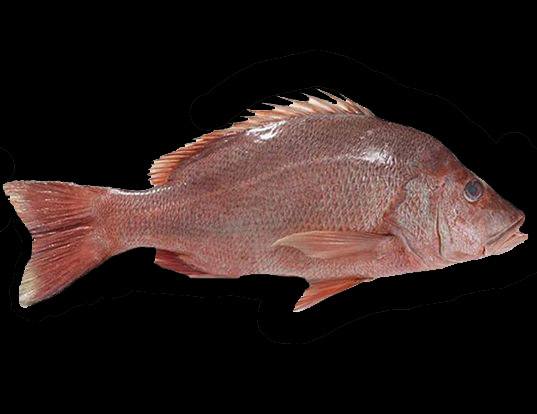 Blood snapper Outlet
