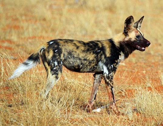 Picture of a african wild dog (Lycaon pictus)