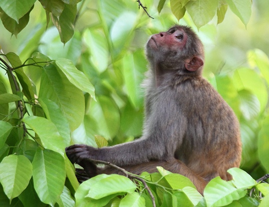 Picture of a assam macaque (Macaca assamensis)