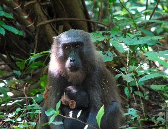 Picture of a moor macaque (Macaca maura)