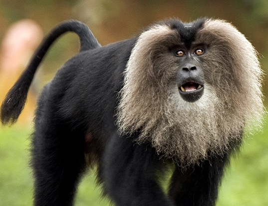 Picture of a lion-tailed macaque (Macaca silenus)