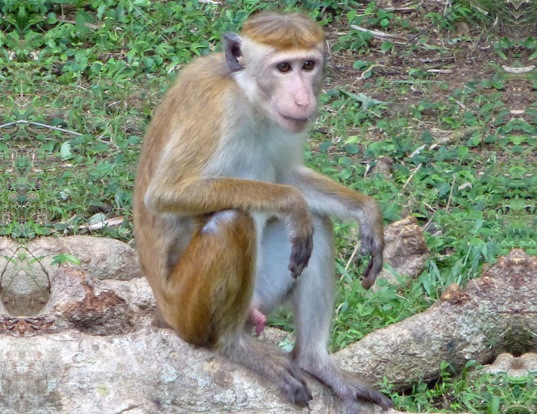 Picture of a toque macaque (Macaca sinica)