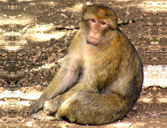 Picture of a barbary macaque (Macaca sylvanus)