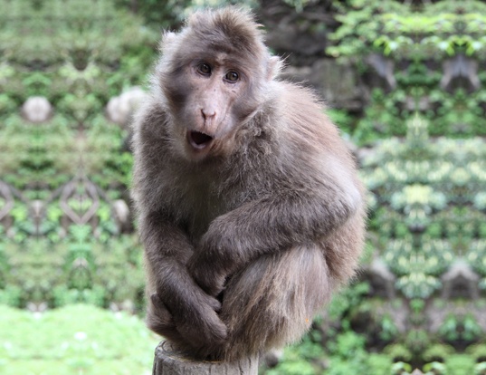 Picture of a milne-edwards' macaque (Macaca thibetana)