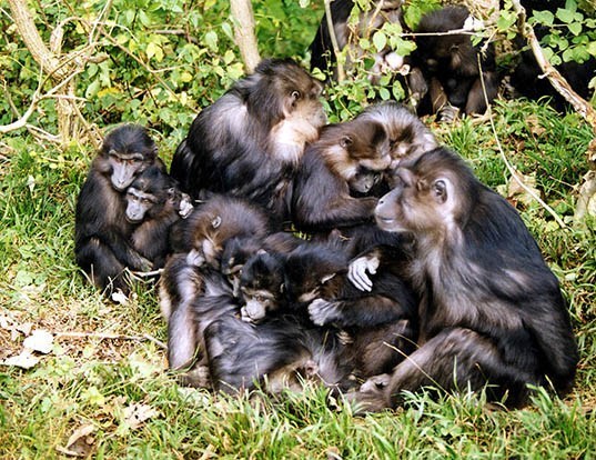 Picture of a tonkean macaque (Macaca tonkeana)