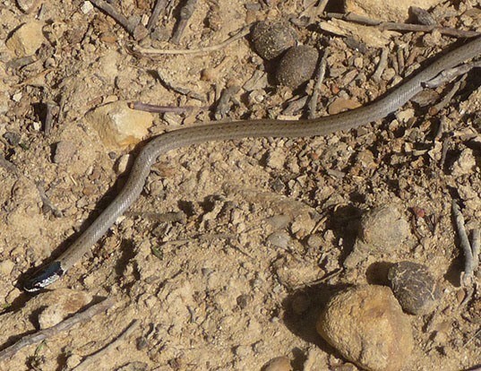 Picture of a false smooth snake (Macroprotodon cucullatus)