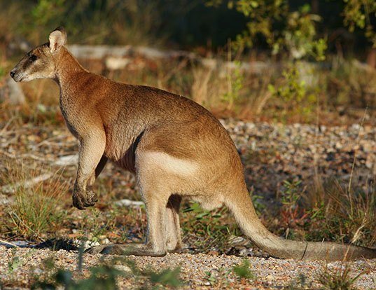 SPECTACLED HAREWALLABY LIFE EXPECTANCY