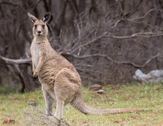 Picture of a eastern gray kangaroo (Macropus giganteus)