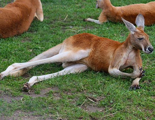 Picture of a red kangaroo (Macropus rufus)