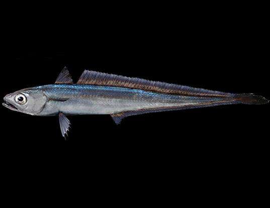 BLUE GRENADIER LIFE EXPECTANCY