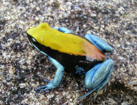 BLUE-LEGGED MANTELLA LIFE Those with red lower backs and gray legs are sometimes referred to as 