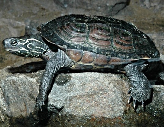 Picture of a reeves' turtle (Mauremys reevesii)