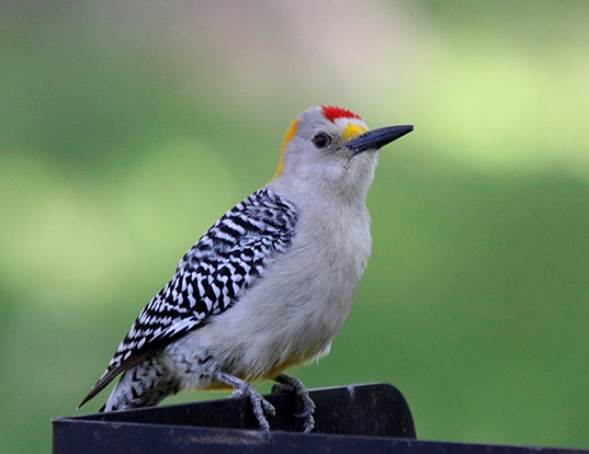 Picture of a golden-fronted woodpecker (Melanerpes aurifrons)