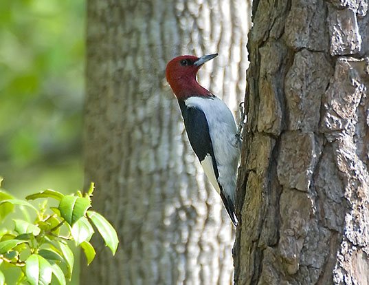 Picture of a red-headed woodpecker (Melanerpes erythrocephalus)