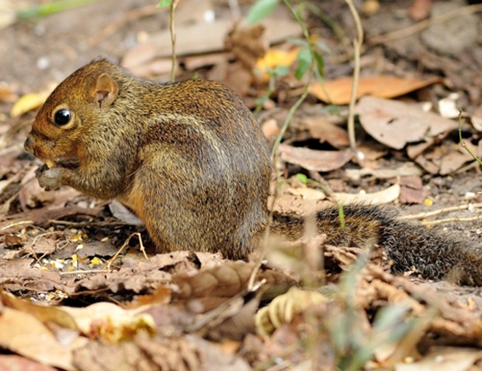Picture of a indochinese ground squirrel (Menetes berdmorei)