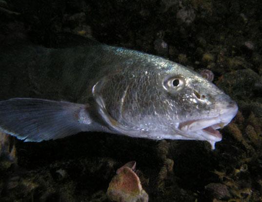 SPOT CROAKER LIFE EXPECTANCY