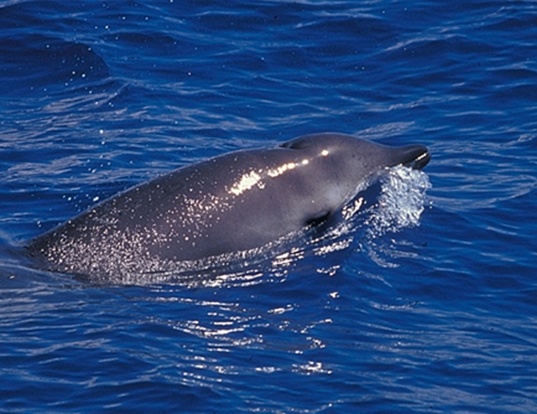 Picture of a gervais' beaked whale (Mesoplodon europaeus)