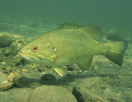 Picture of a smallmouth bass (Micropterus dolomieu)