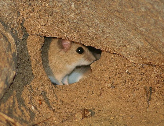 BRUSH-TAILED RABBIT RAT LIFE EXPECTANCY