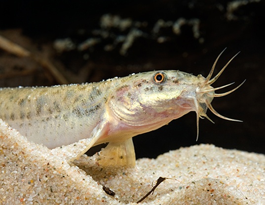 POND LOACH LIFE EXPECTANCY