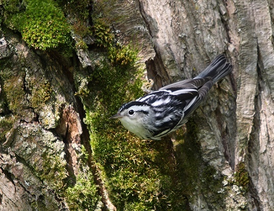 Picture of a black and white warbler (Mniotilta varia)