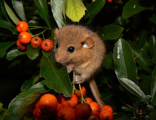 WOODLAND DORMOUSE LIFE EXPECTANCY