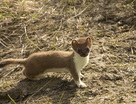 ERMINE LIFE EXPECTANCY