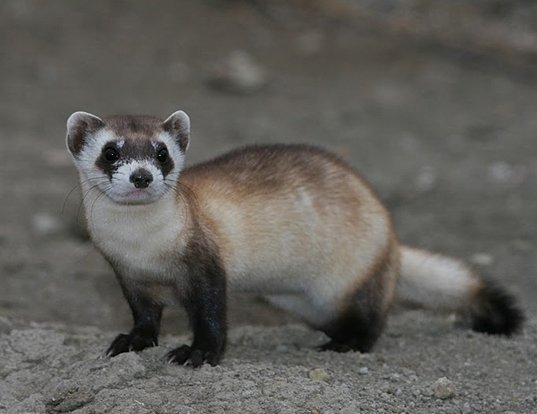 Picture of a black-footed ferret (Mustela nigripes)
