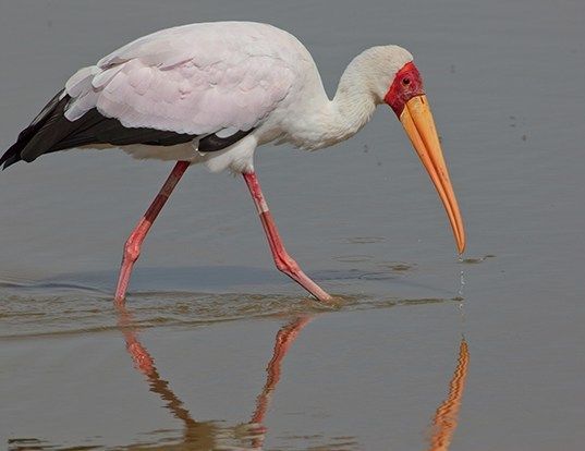 Picture of a yellow-billed stork (Mycteria ibis)
