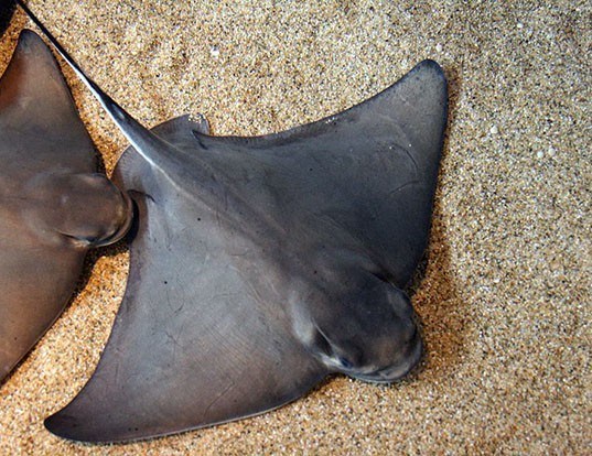Picture of a bat ray (Myliobatis californica)