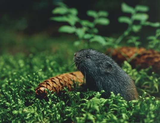 Wood lemming, rodent