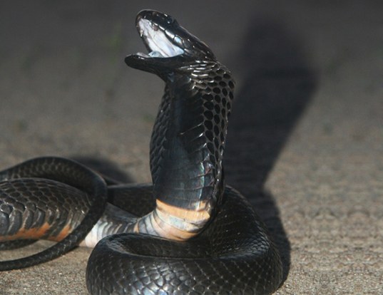 Picture of a blackneck spitting cobra (Naja nigricollis)
