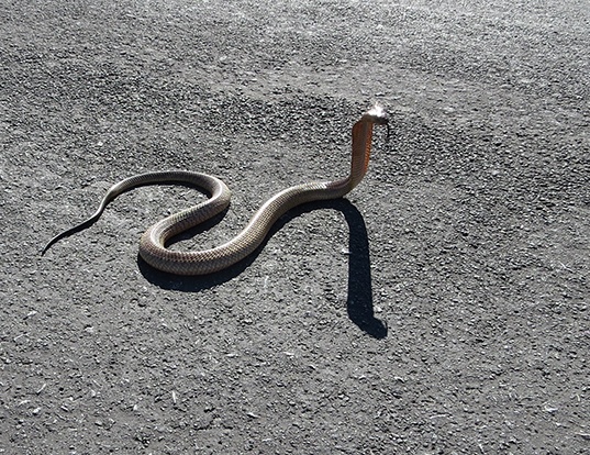 Picture of a cape cobra (Naja nivea)