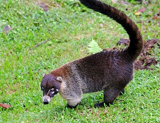 WHITENOSED COATI LIFE EXPECTANCY