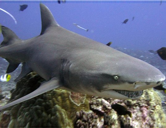 Picture of a lemon shark (Negaprion brevirostris)