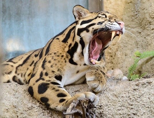 Picture of a clouded leopard (Neofelis nebulosa)