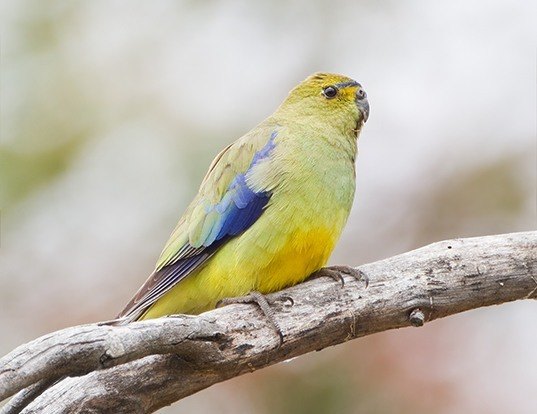 Picture of a blue-winged parrot (Neophema chrysostoma)
