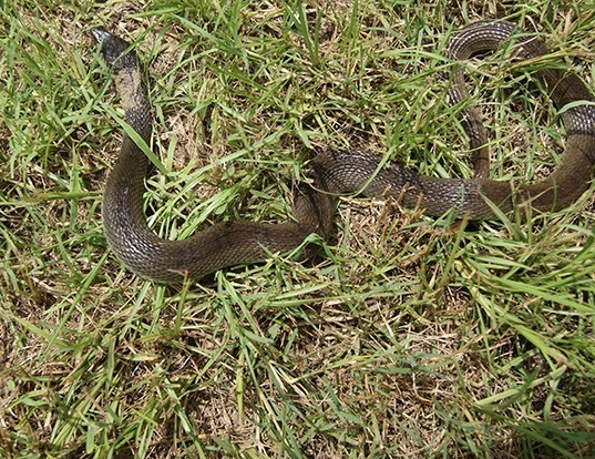 Picture of a plain-bellied water snake (Nerodia erythrogaster)